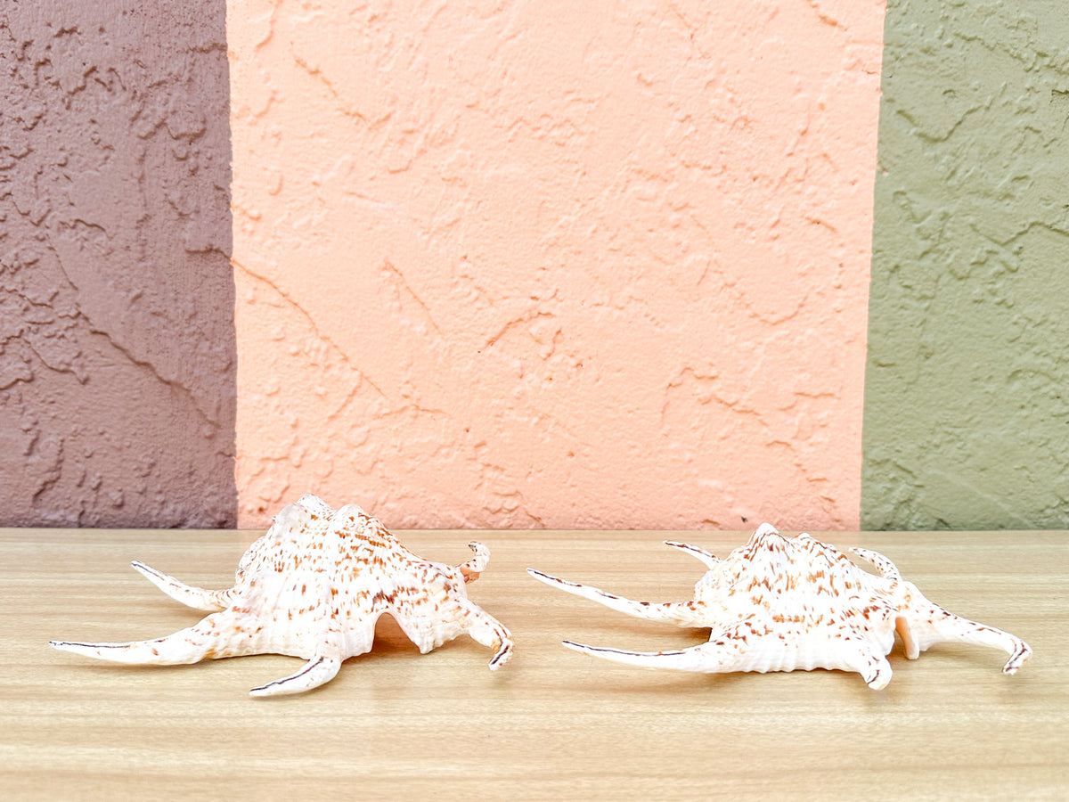 Pair of Spider Conch Shells