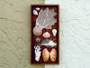 Petite Printers Tray Shell Display