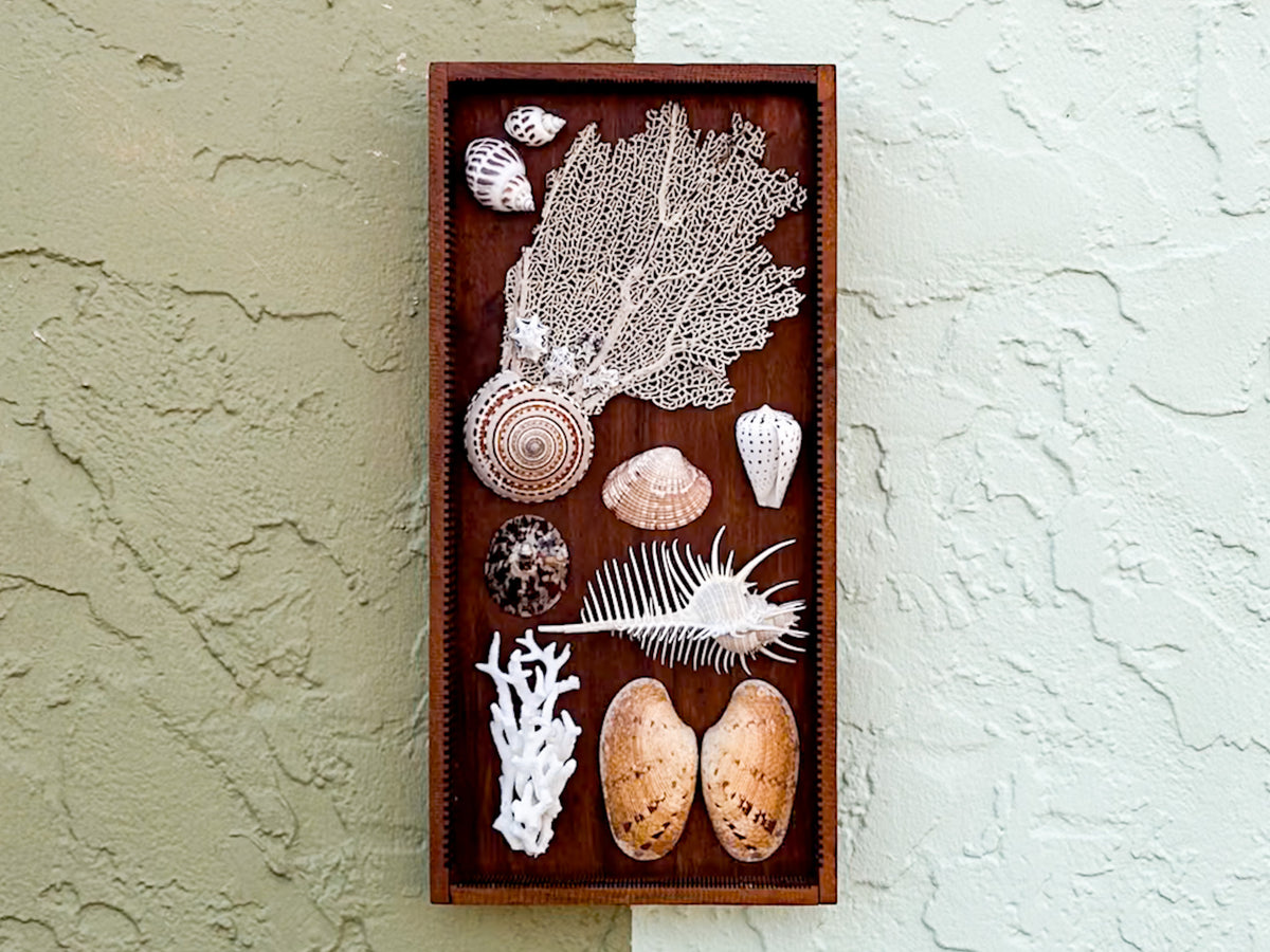 Petite Printers Tray Shell Display