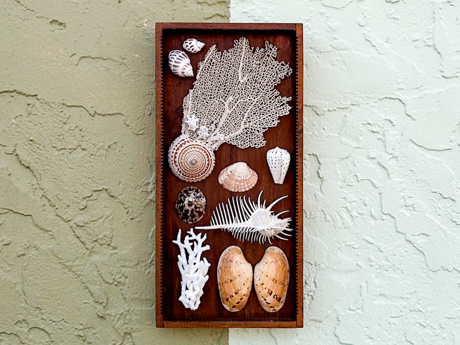 Petite Printers Tray Shell Display