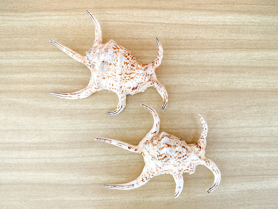Pair of Spider Conch Shells