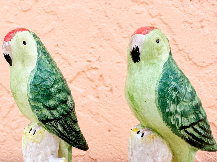 Pair of Adorable Italian Parakeets