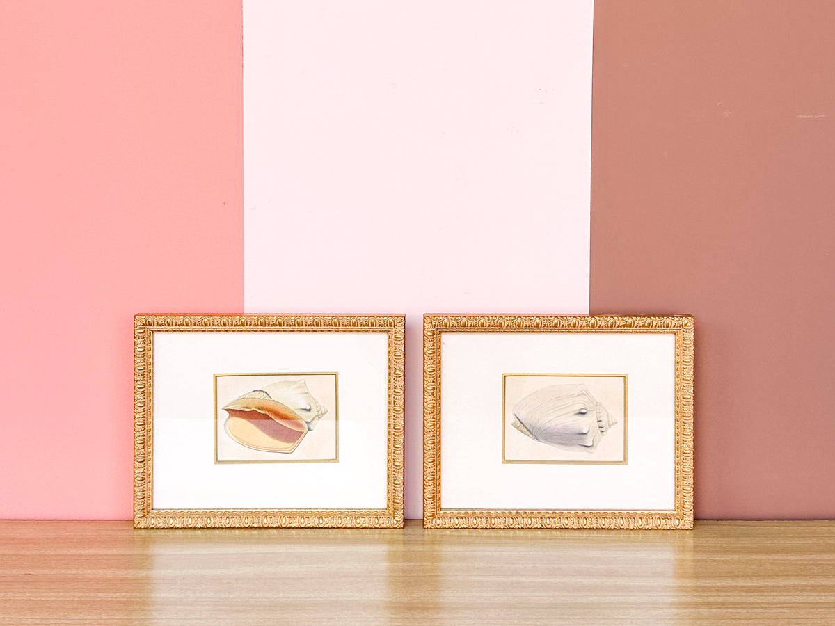 Pair of Sweet Shell Framed Prints
