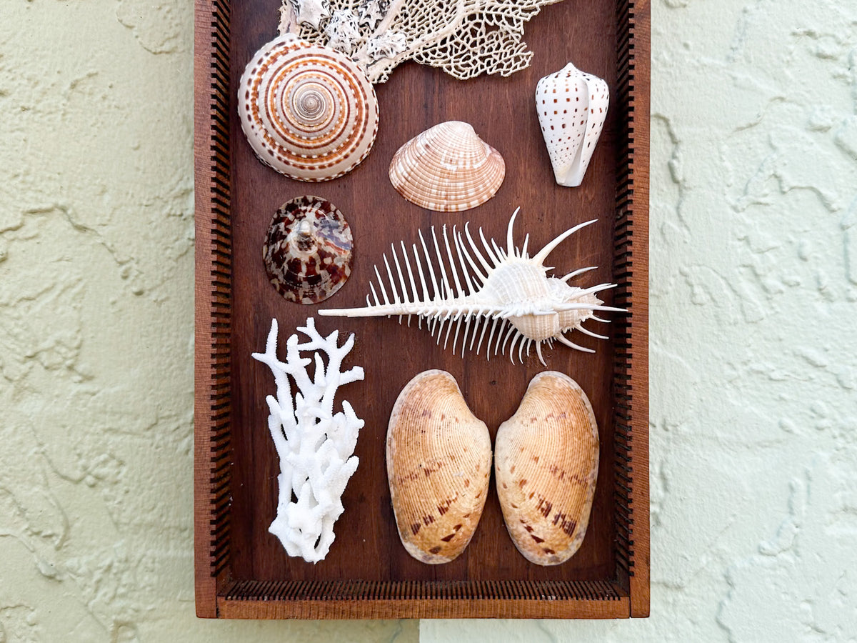 Petite Printers Tray Shell Display