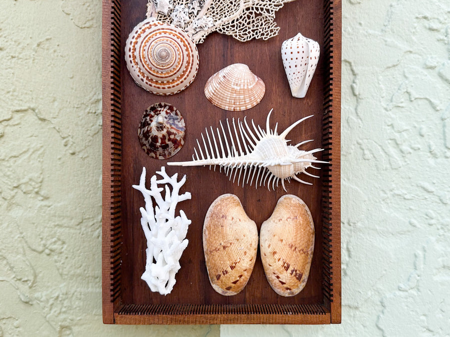 Petite Printers Tray Shell Display