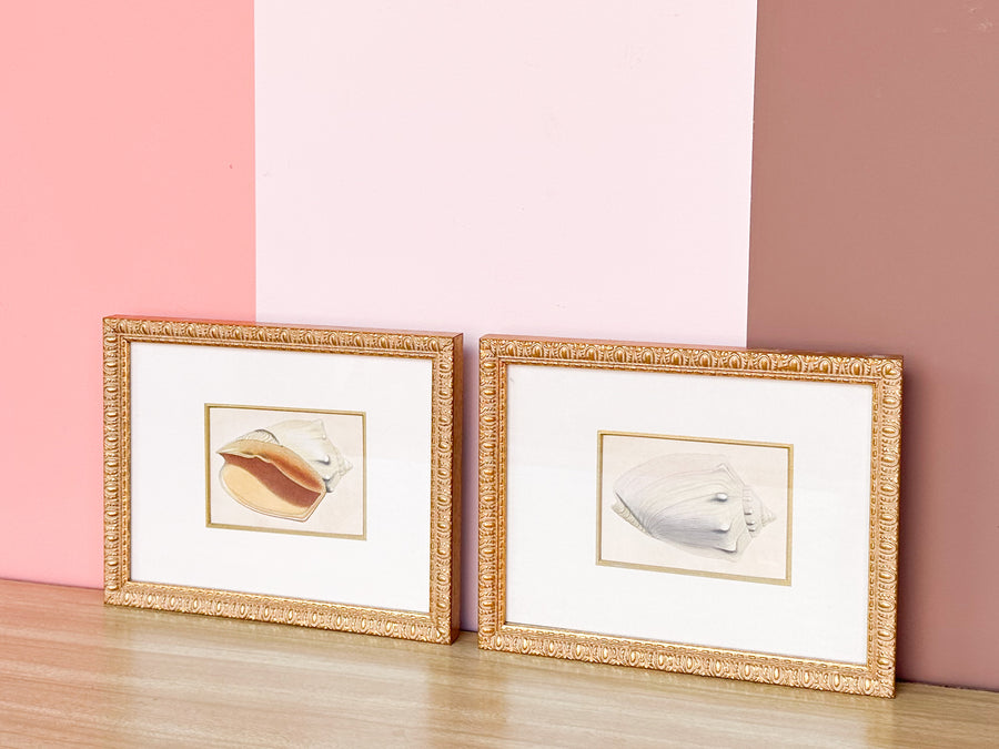 Pair of Sweet Shell Framed Prints