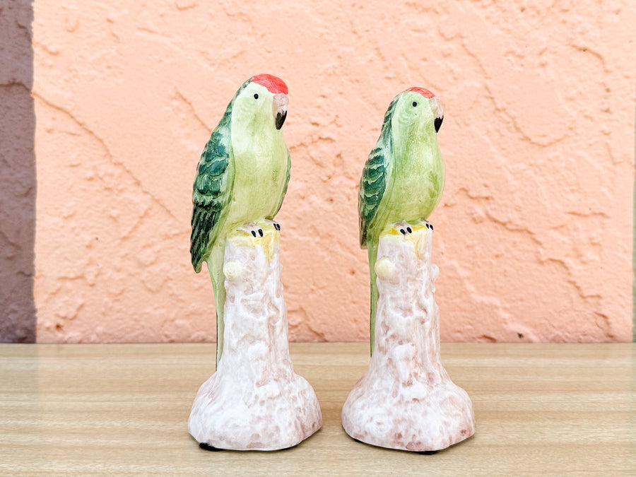Pair of Adorable Italian Parakeets