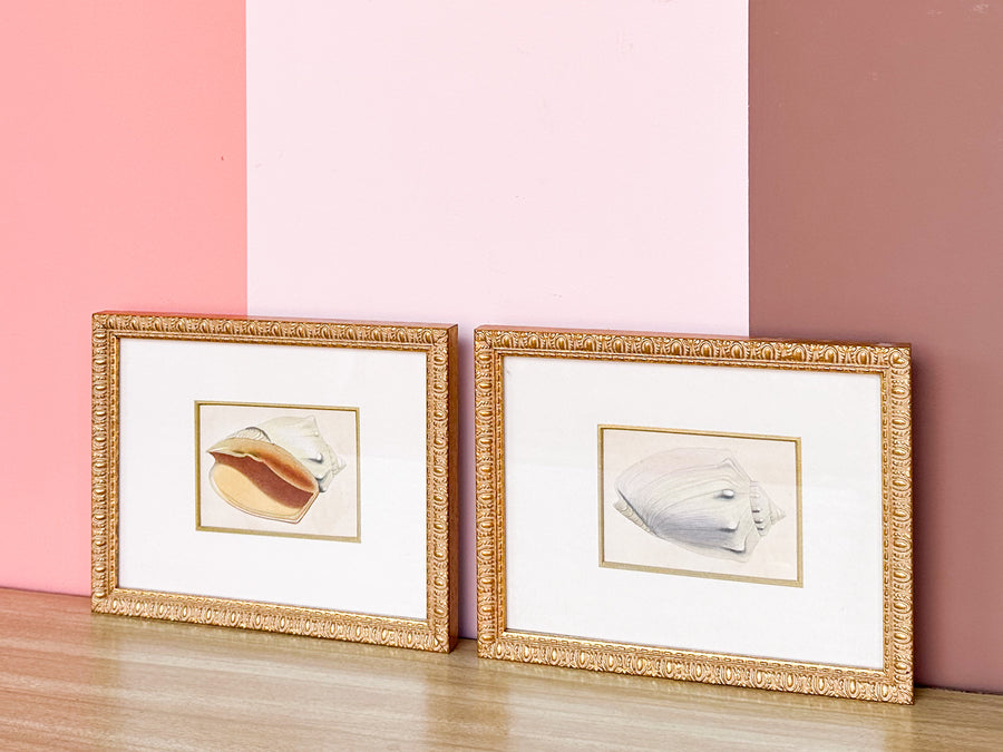 Pair of Sweet Shell Framed Prints