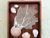 Petite Printers Tray Shell Display