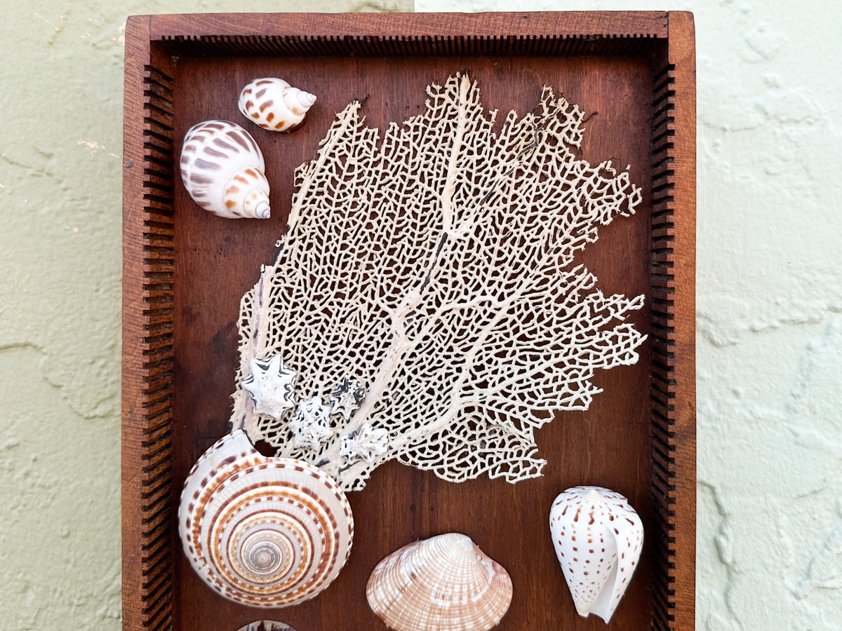 Petite Printers Tray Shell Display