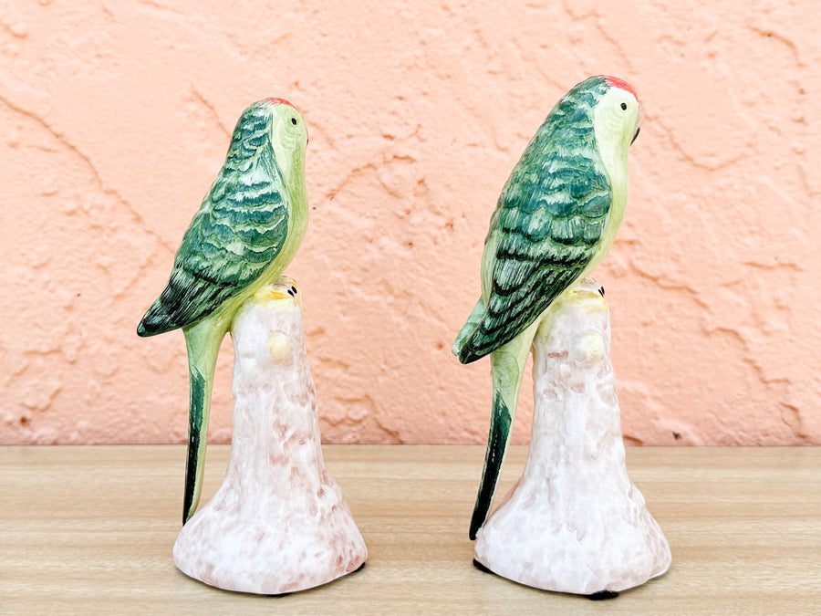 Pair of Adorable Italian Parakeets