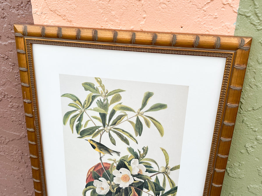 Pretty Audubon Framed Print