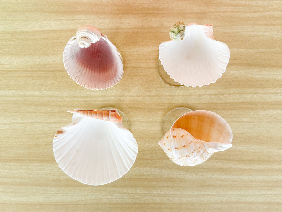 Set of Four Kips Bay Show House Shell Chic Coupes