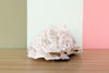 Lettuce Coral