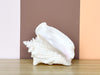 Cute Conch Shell Lamp