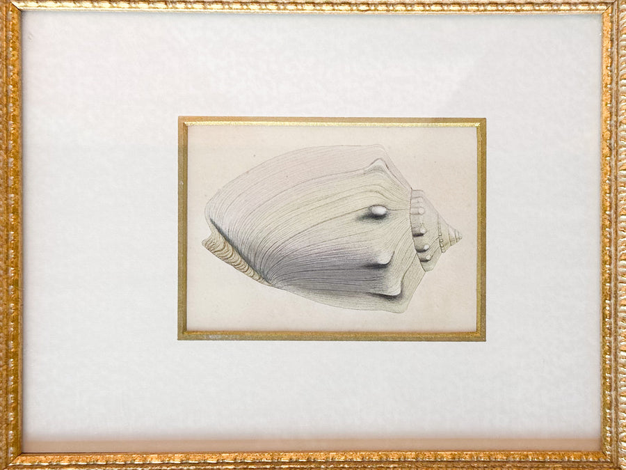 Pair of Sweet Shell Framed Prints