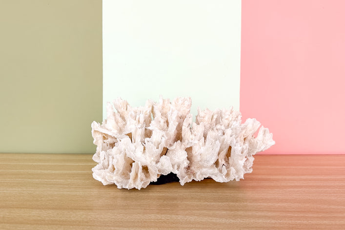Lettuce Coral