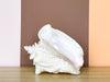 Cute Conch Shell Lamp