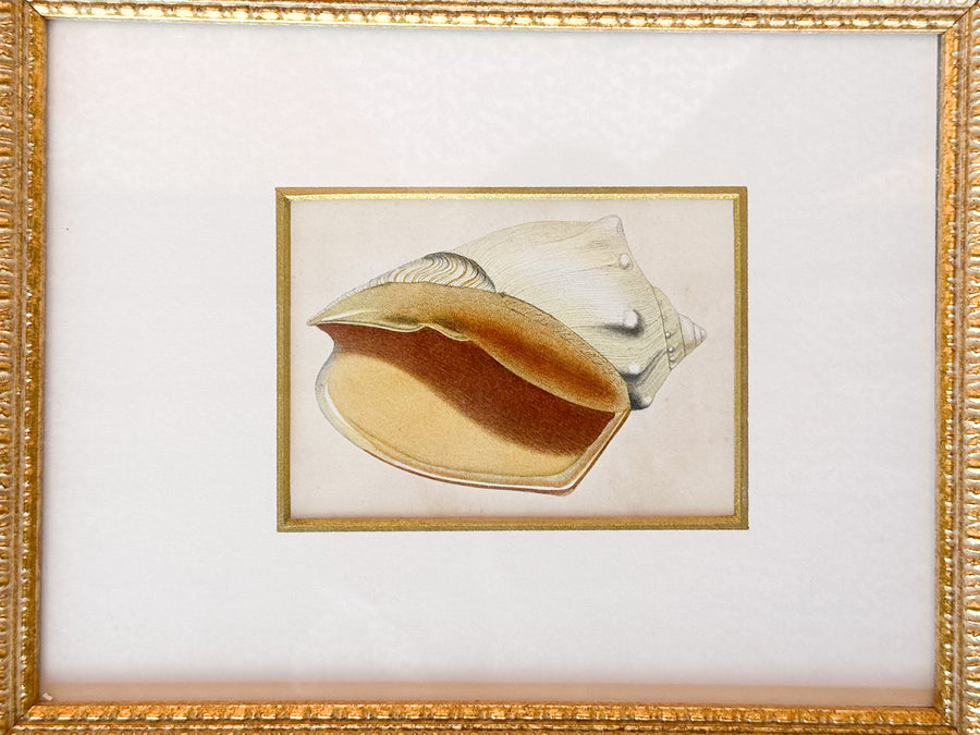Pair of Sweet Shell Framed Prints
