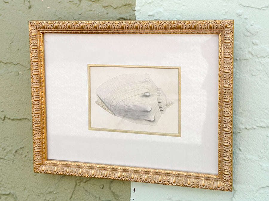 Pair of Sweet Shell Framed Prints