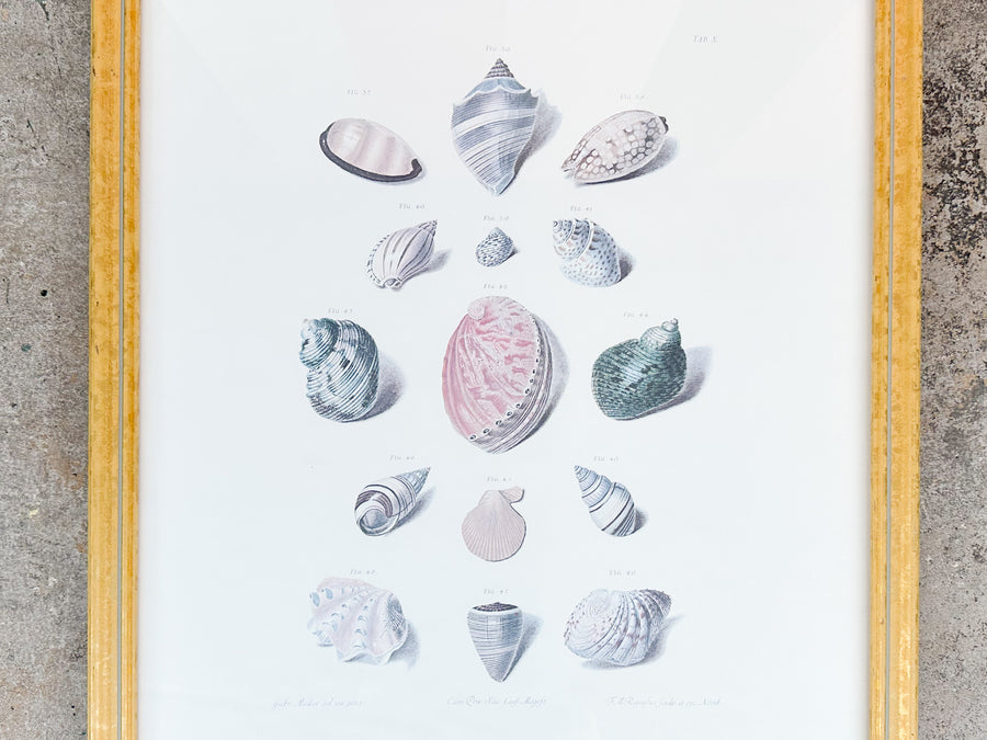 Pair of Shell Illustration Framed Prints