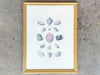 Pair of Shell Illustration Framed Prints