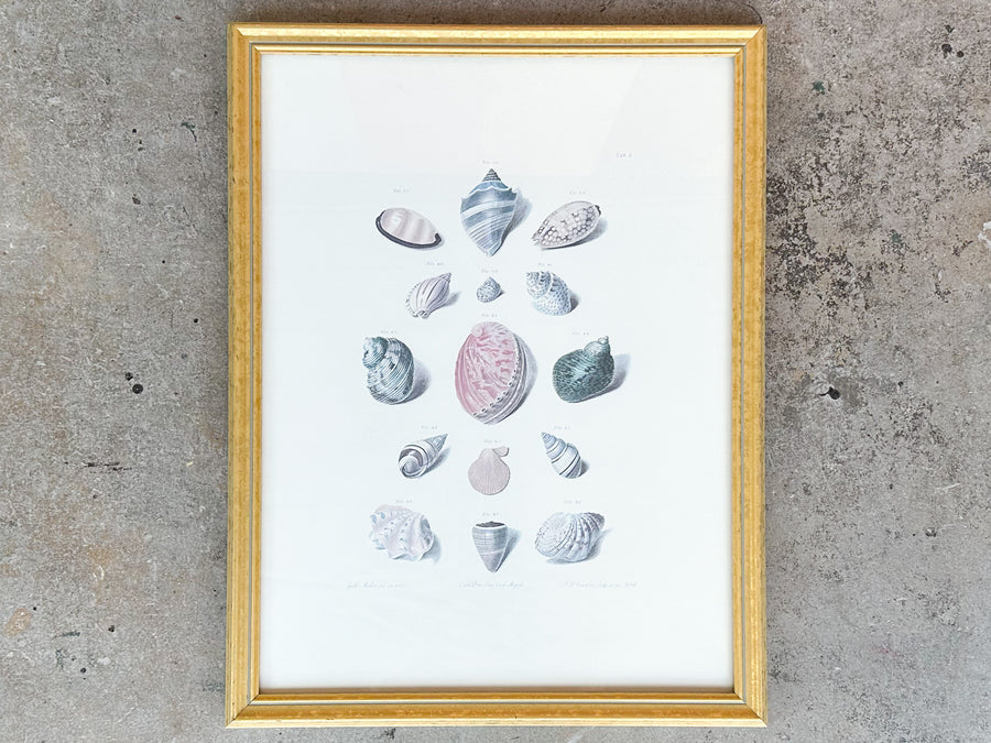Pair of Shell Illustration Framed Prints