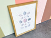 Pair of Shell Illustration Framed Prints