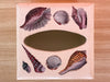Shell Chic Decoupage Tissue Holder