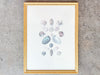 Pair of Shell Illustration Framed Prints