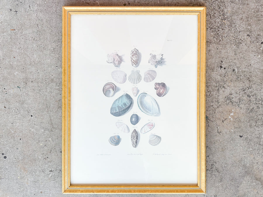 Pair of Shell Illustration Framed Prints