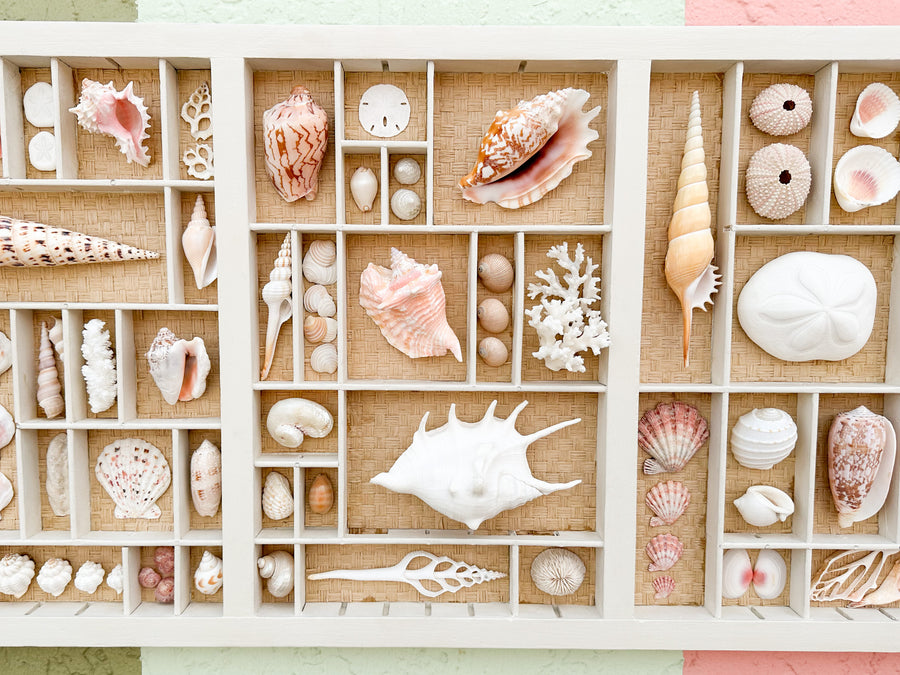 Painted Seagrass Backed Printers Tray Shell Display