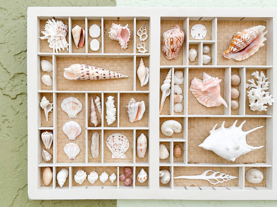 Painted Seagrass Backed Printers Tray Shell Display