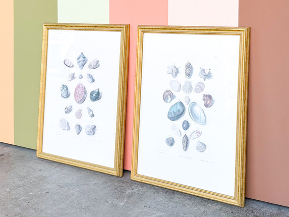 Pair of Shell Illustration Framed Prints