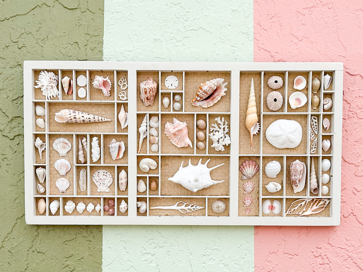Painted Seagrass Backed Printers Tray Shell Display