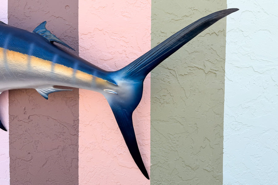 Huge Blue Marlin Taxidermy Mount