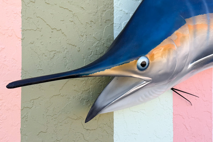 Huge Blue Marlin Taxidermy Mount