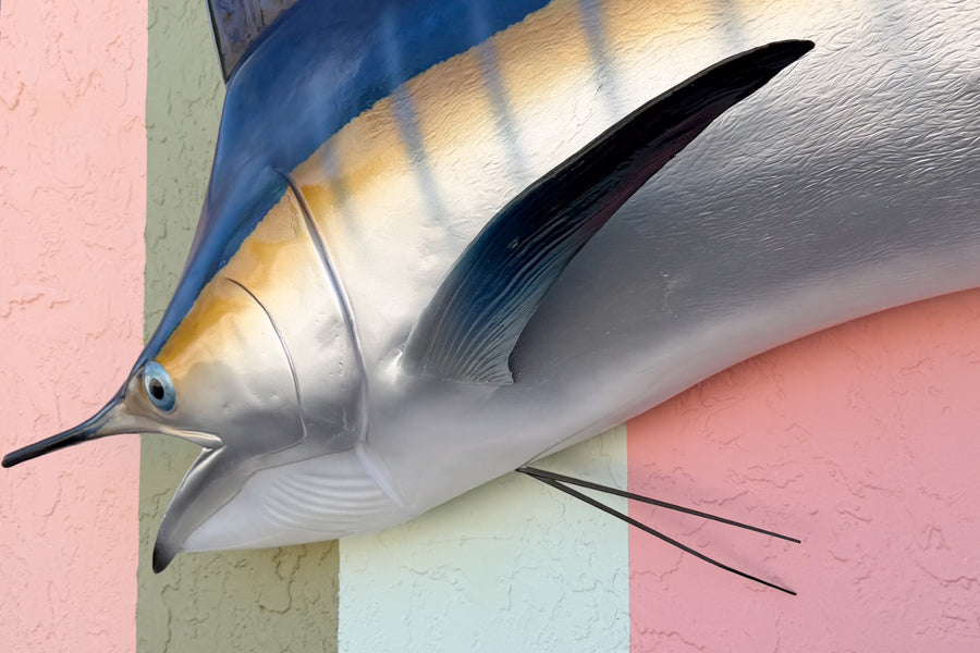Huge Blue Marlin Taxidermy Mount