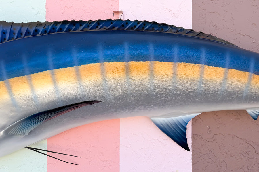Huge Blue Marlin Taxidermy Mount