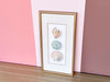 Framed Shell Print