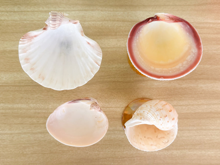 Set of Four Colorful Shell Coupes