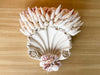 Pair of Shell Chic Wall Shelves