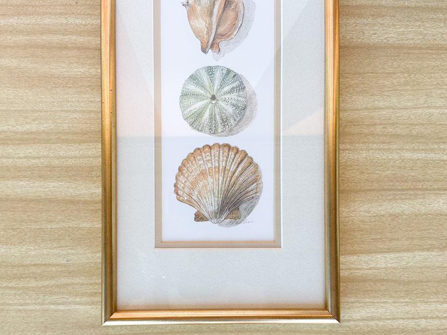 Framed Shell Print
