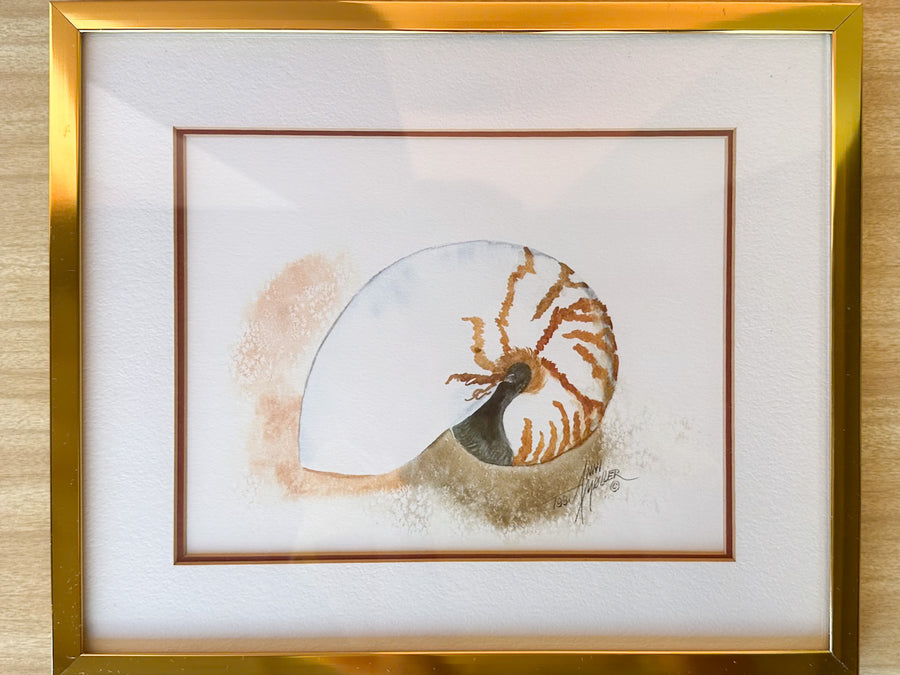 Pair of Framed Shell Prints