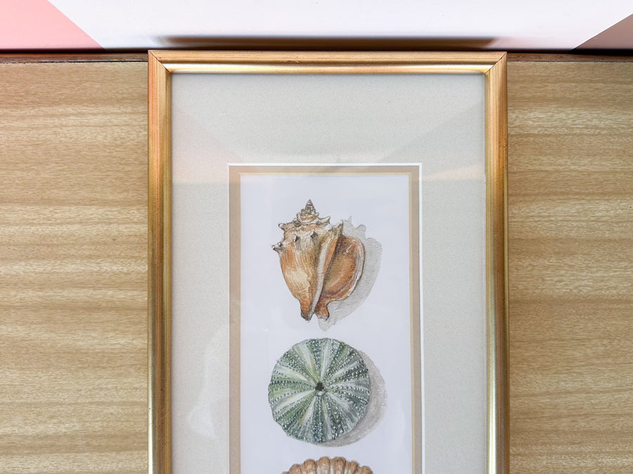 Framed Shell Print