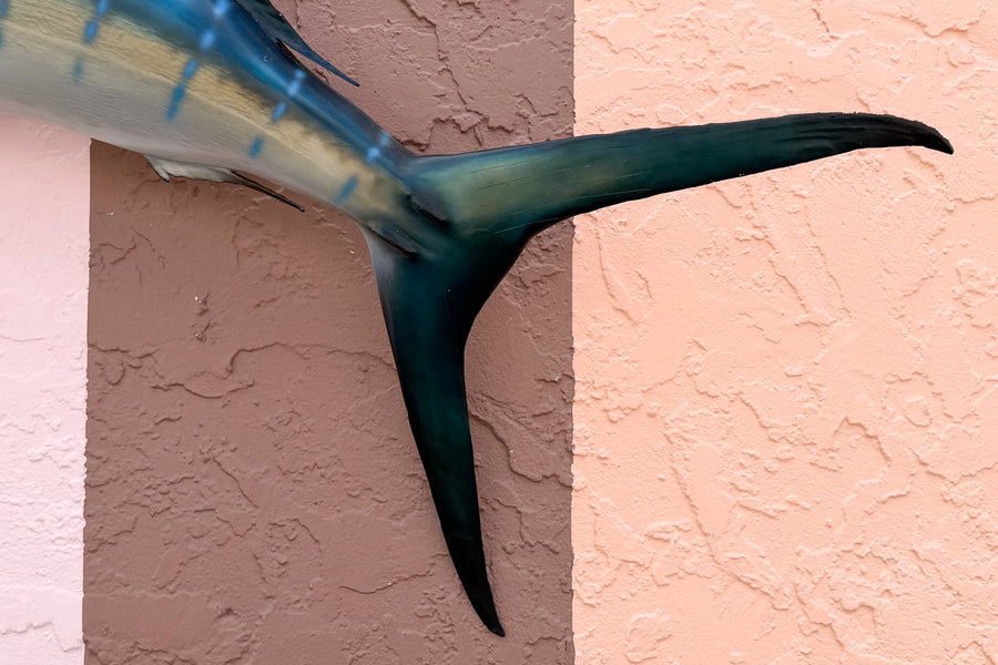Tag and Release Mounted Sailfish