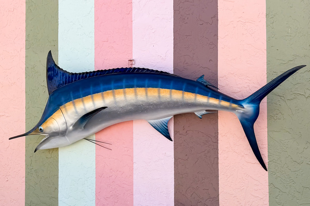 Huge Blue Marlin Taxidermy Mount