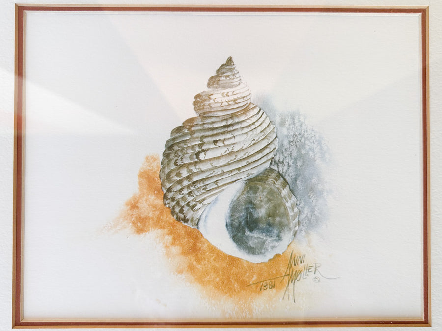 Pair of Framed Shell Prints