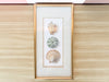 Framed Shell Print