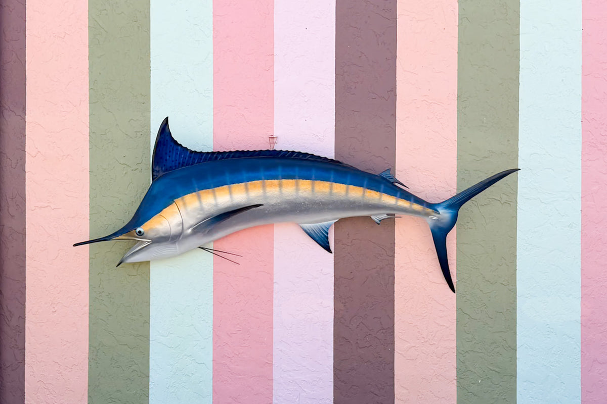 Huge Blue Marlin Taxidermy Mount